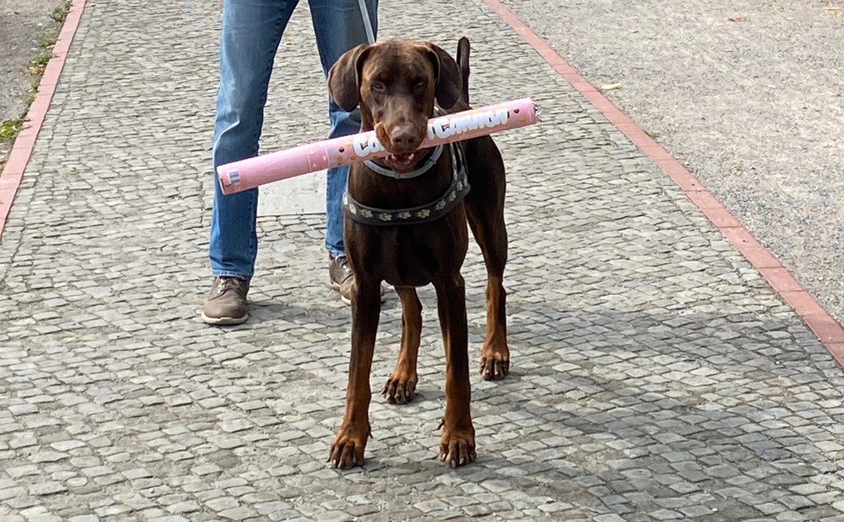 chien portant un long rouleau en carton