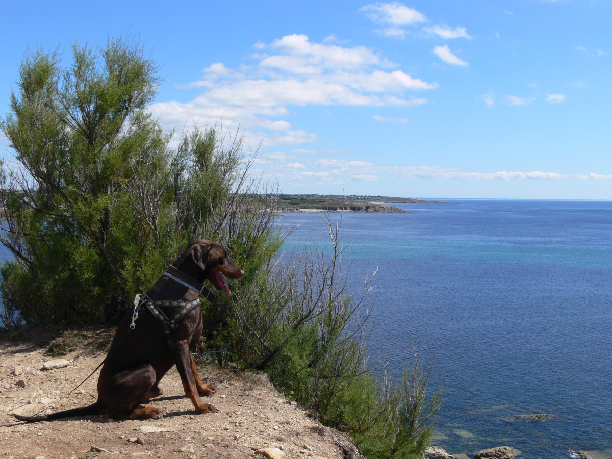 chien assis sur une falaise avec la mer derrière