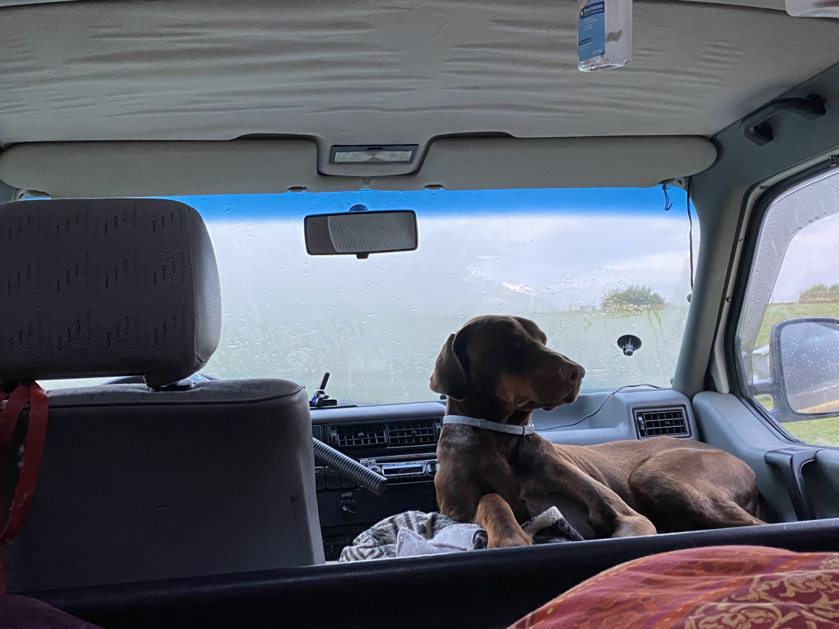 chien couché par temps de pluie dans un bus vw t4