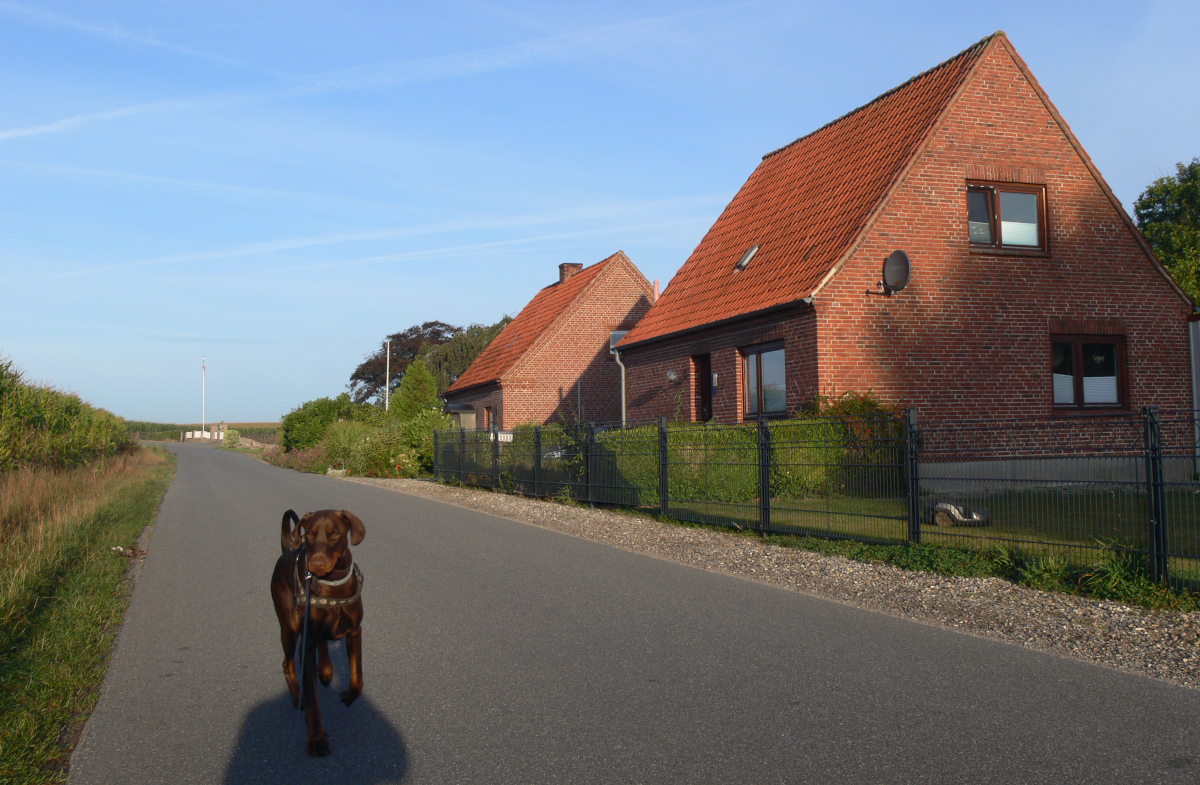 chien courant sur une route qui longe des villas