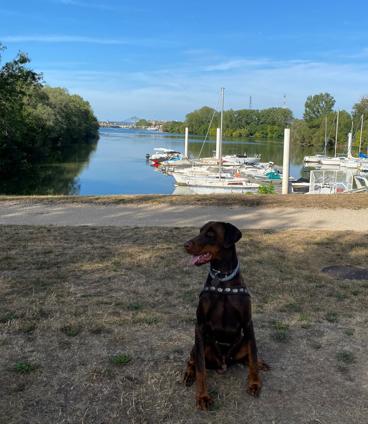 chien assis avec le Pont de Bourgogne sur la Saône en arrière plan