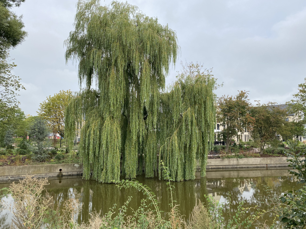 grand arbre pleureur au bord d'une rivière