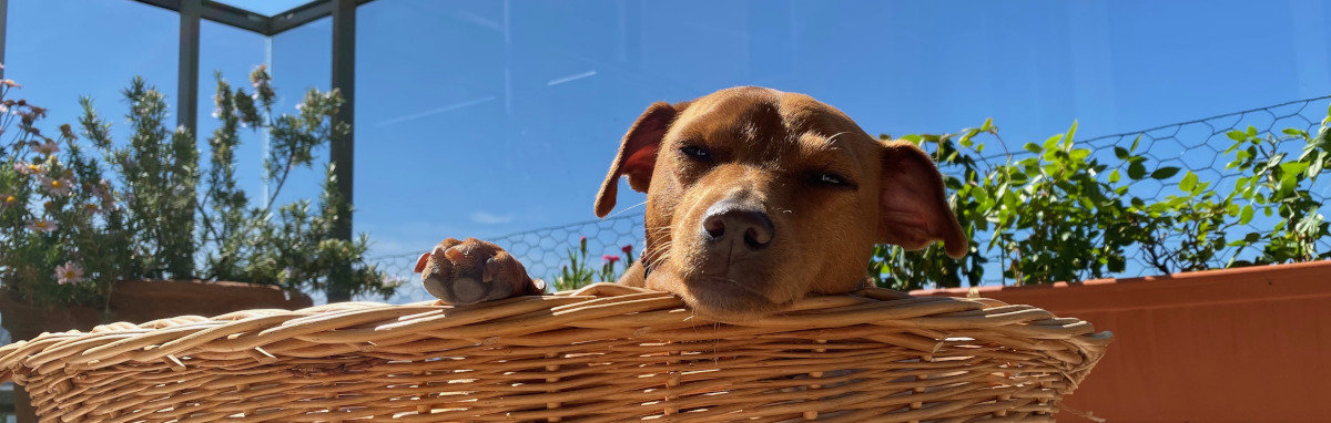 chien dans son panier sur le balcon