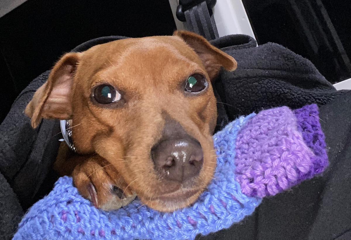 gros plan d'une tête de petit chien avec des grands yeux 