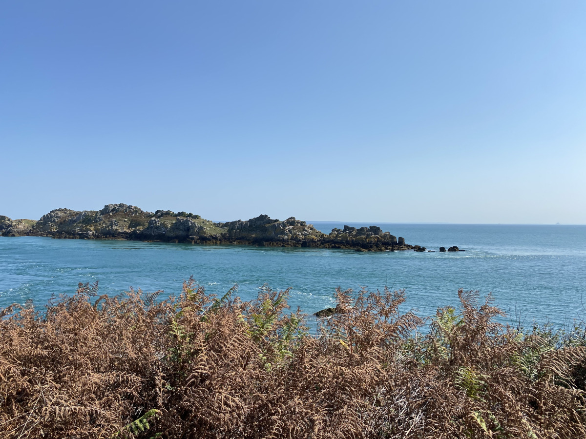 fougères dans un paysage maritime