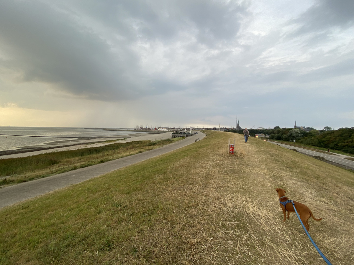 chien promenant sur une digue