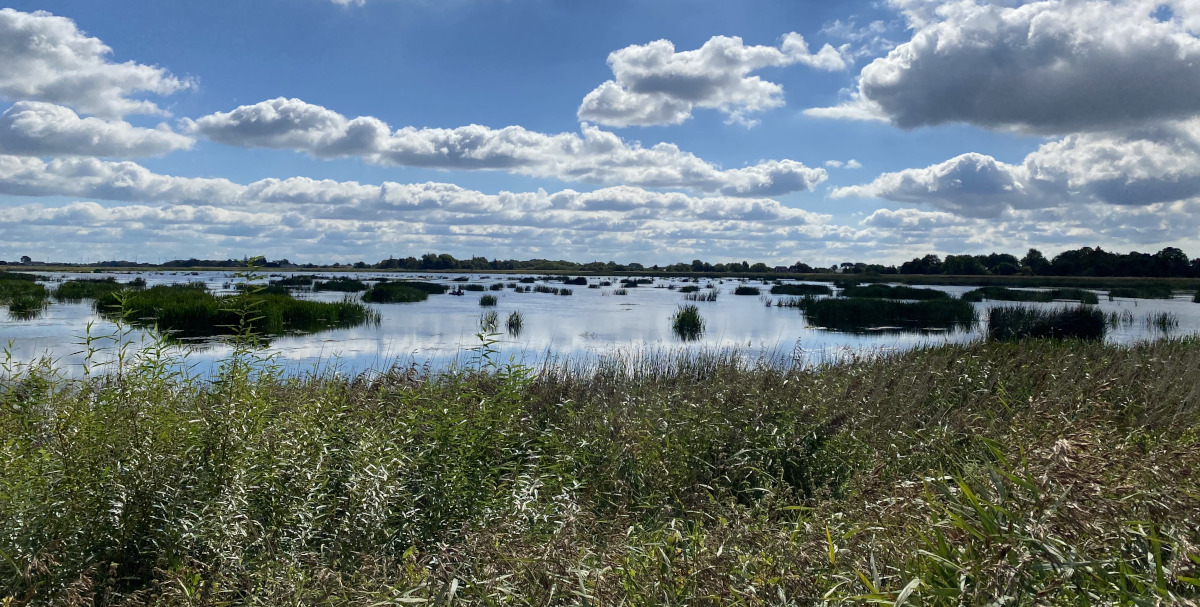 marais avec végétation luxuriante