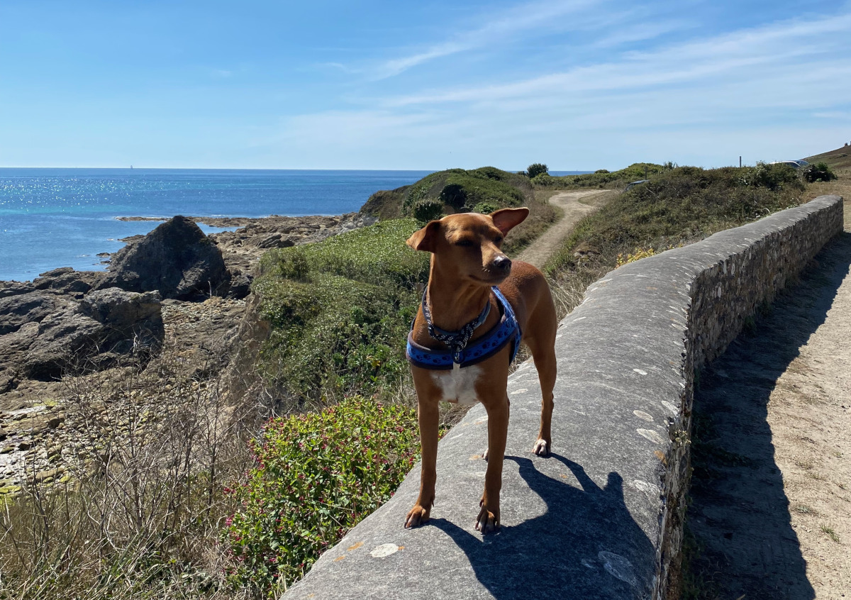 chien debout sur un mur avec la mer derrière