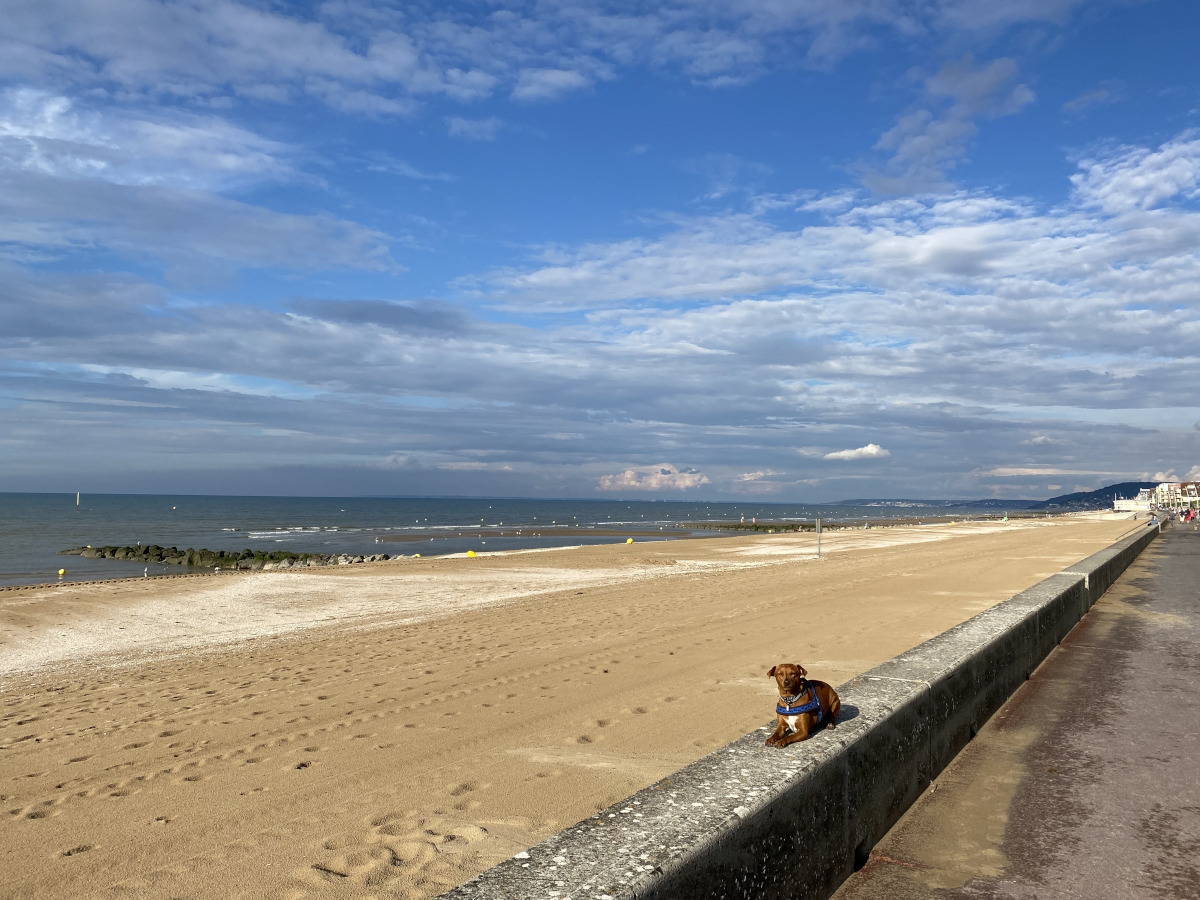 chien couché sur un mur le long d'un quai de bord de mer