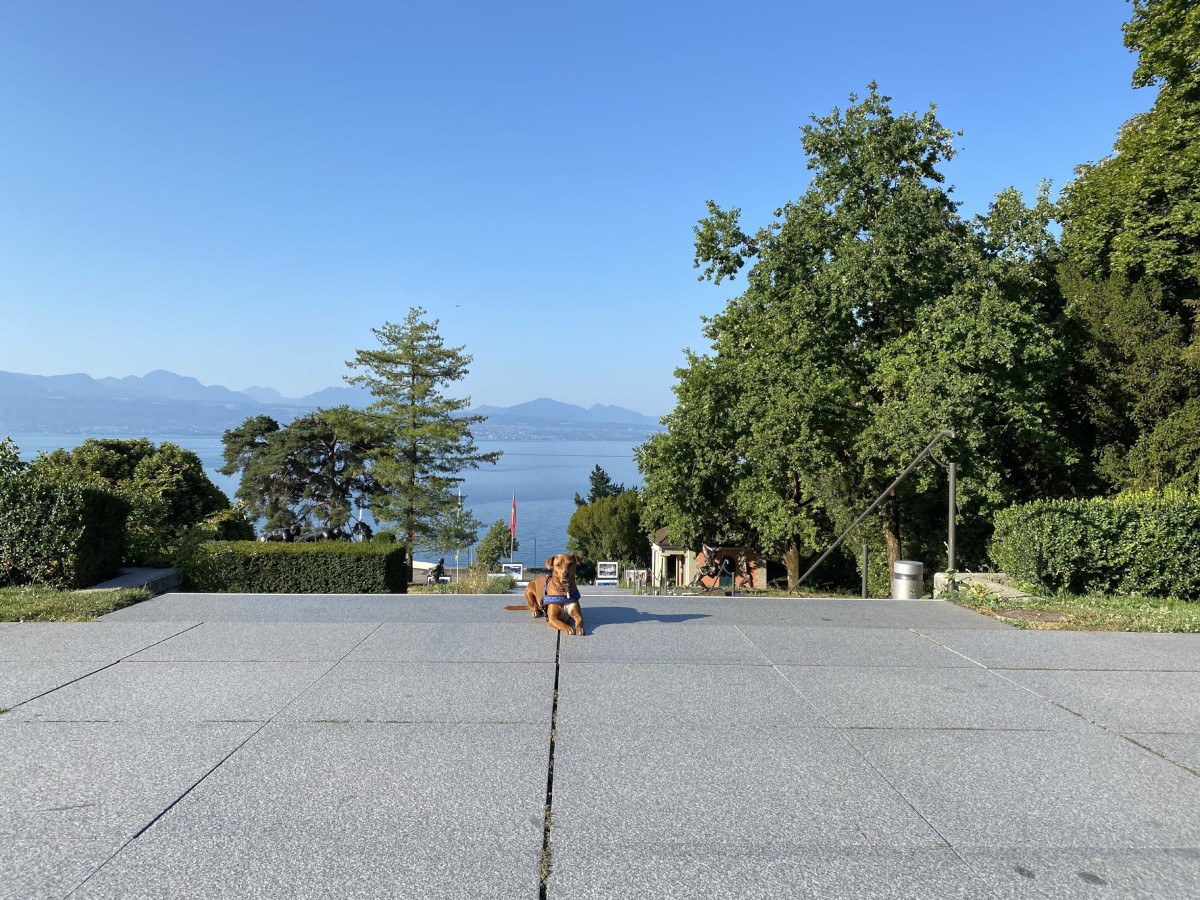 chien couché sur une esplanade au musée olympique avec le lac en arrière plan