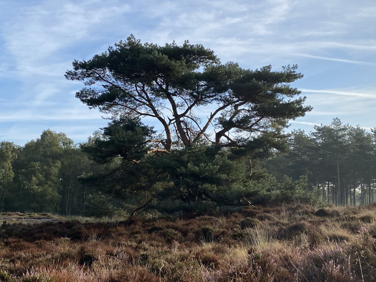 arbre dans nature sauvage