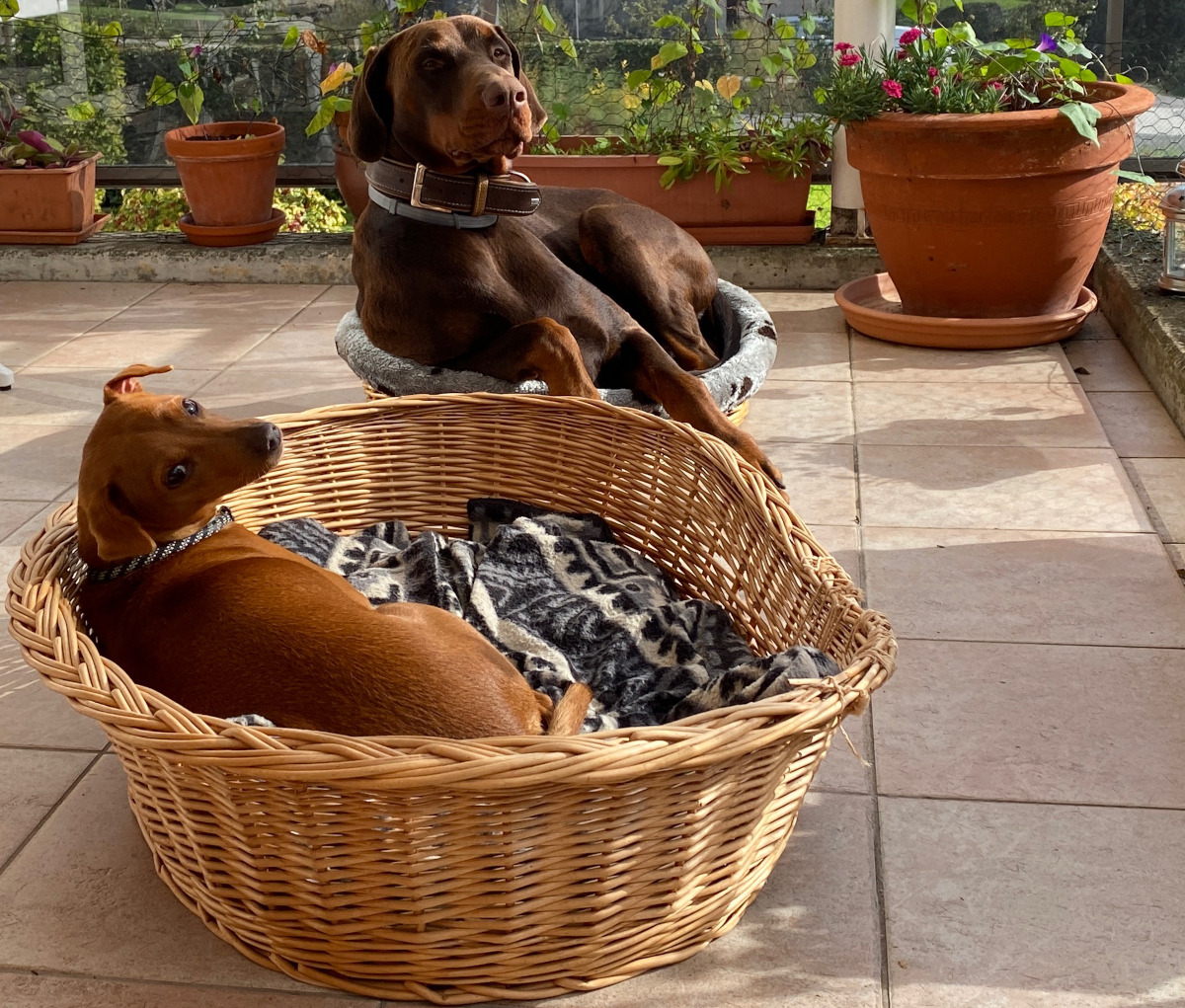 chiens sur le balcon