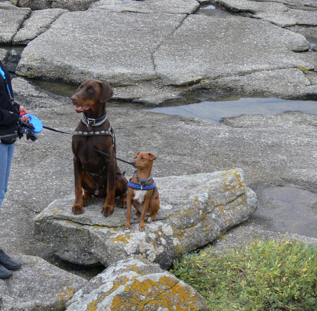 deux chiens assis sur un gros caillou