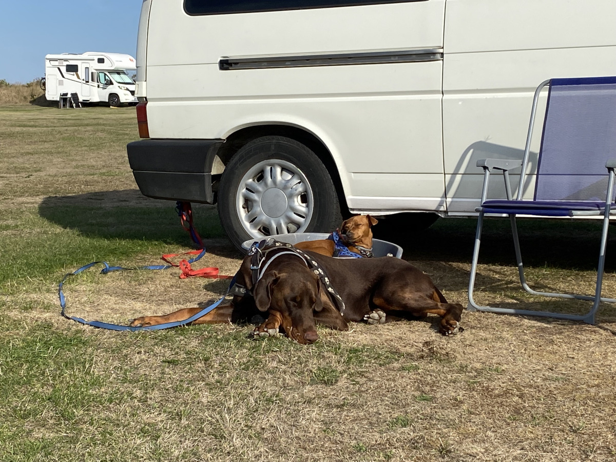 deux chiens se reposant devant un bus camping