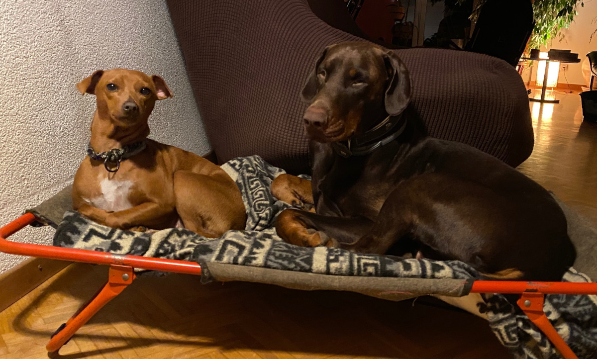 deux chiens se partagent un lit pour chien