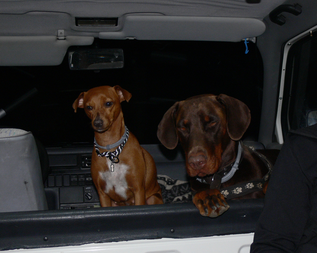 deux chiens dans un bus VWT4