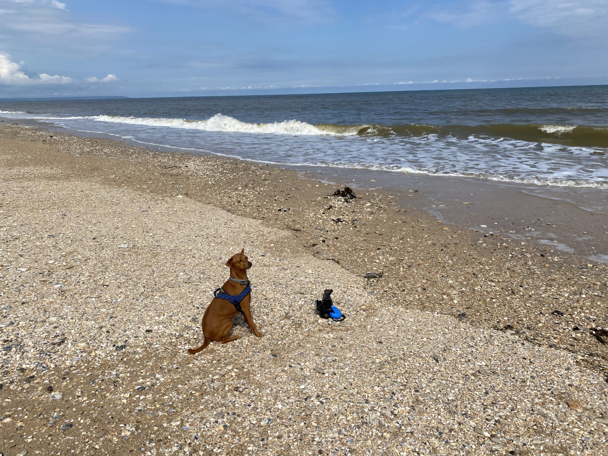 chien en bordure de mer