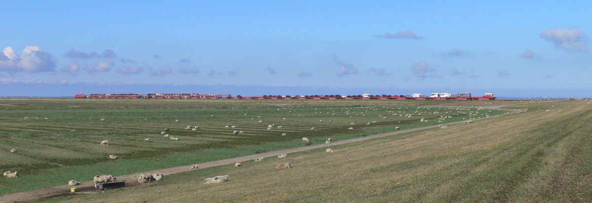 moutons et voie ferrée avec train transportant des voitures