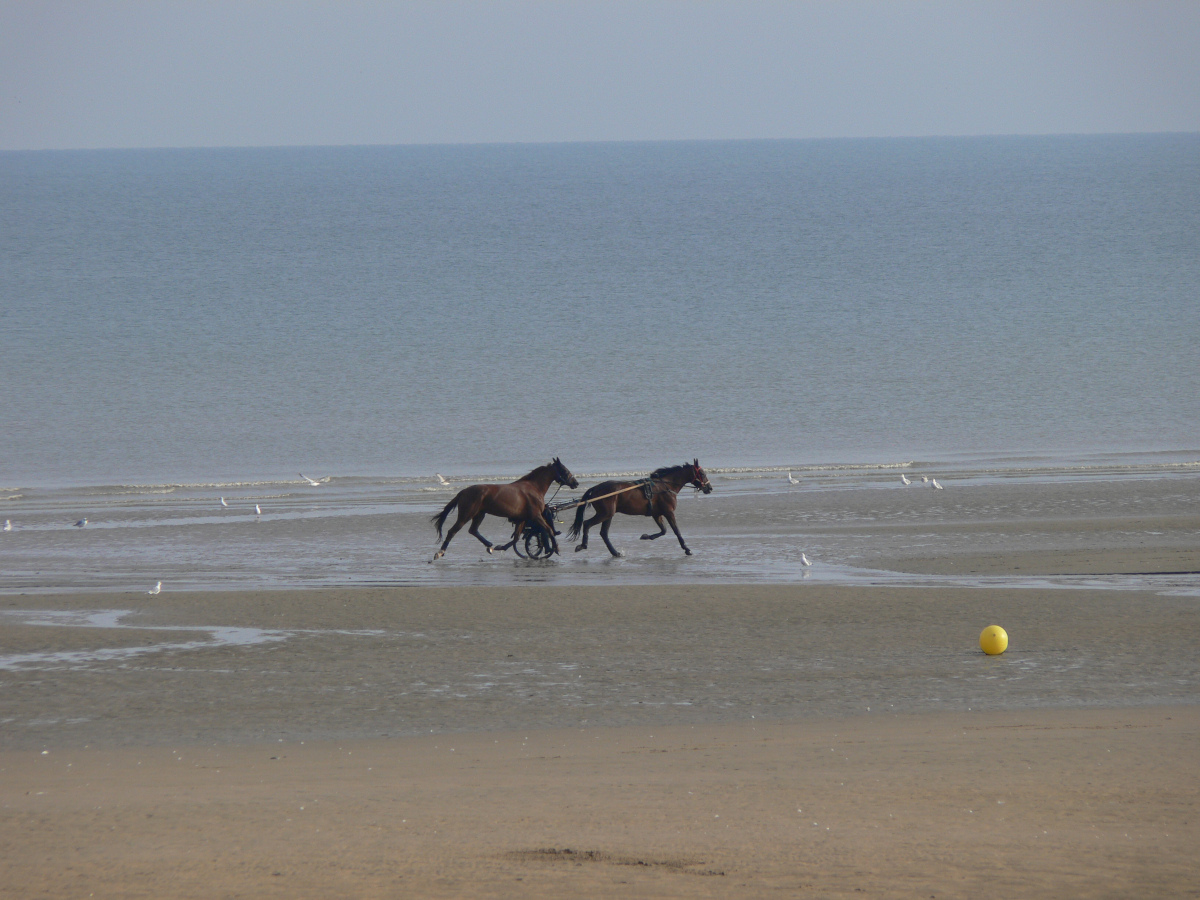 deux chevaux, dont un attelé qui trottent sur une plage